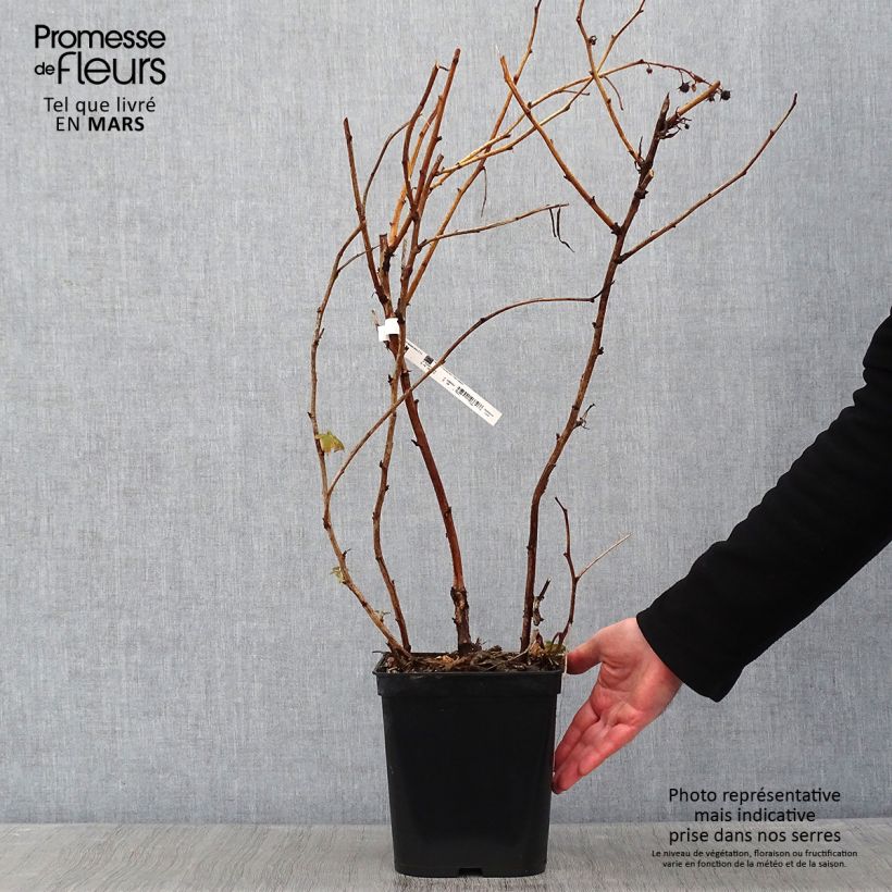 Exemplar von Himbeere Blissy Topf mit 3L/4L wie im Winter geliefert