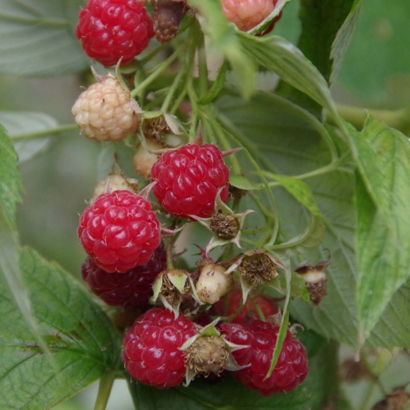 Himbeere Bohème Bio (Harvest)