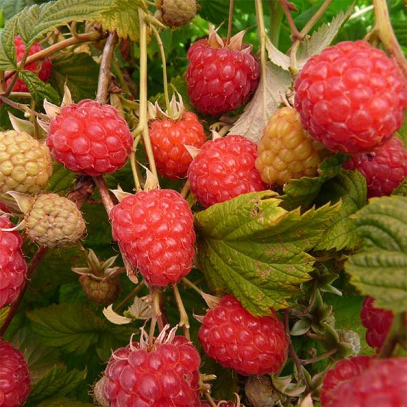 Himbeere Glen Ample (Harvest)
