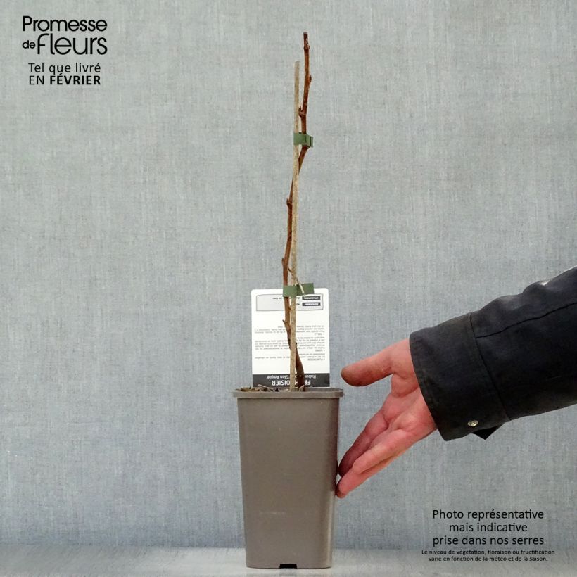 Exemplar von Himbeere Glen Ample Topf mit 1,5L/2L, Strauch/Busch, mehrstämmig wie im Winter geliefert