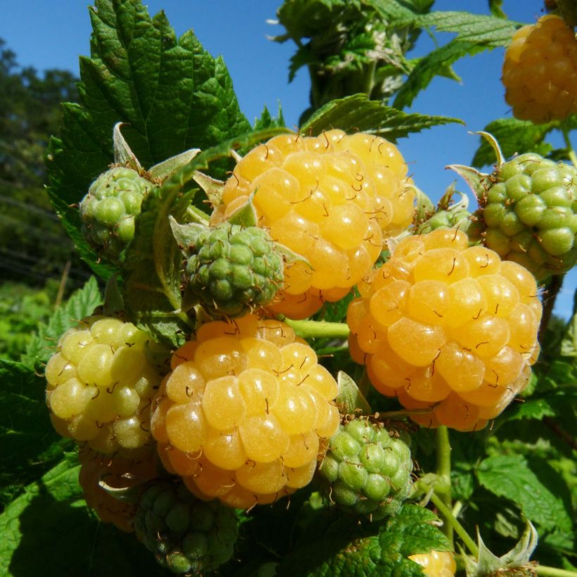 Himbeere Golden Everest Bio (Harvest)