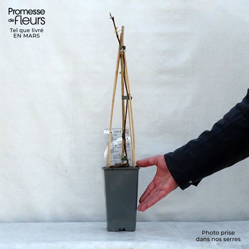 Exemplar von Himbeere Groovy (Jdeboer005) Topf mit 2L/3L, Strauch/Busch, mehrstämmig wie im Frühjahr geliefert