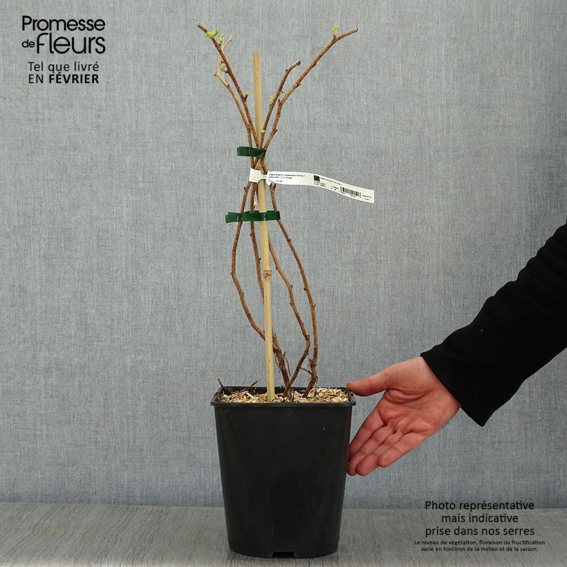 Exemplar von Himbeere Groovy (Jdeboer005) Topf mit 2L/3L, Strauch/Busch, mehrstämmig wie im Winter geliefert