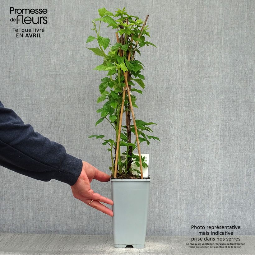 Exemplar von Himbeere Heritage Topf mit 1,5L/2L, Strauch/Busch, mehrstämmig wie im Frühjahr geliefert