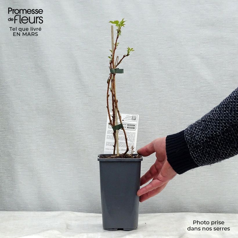 Exemplar von Himbeere Heritage Bio Topf mit 1,5L/2L, Strauch/Busch, mehrstämmig wie im Winter geliefert