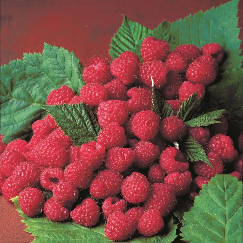Himbeere Magnific Delbard 'Delmes' (Harvest)