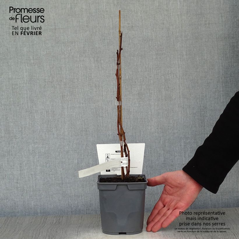 Exemplar von Himbeere Magnific Delbard 'Delmes' Topf mit 2L/3L, Strauch/Busch, mehrstämmig wie im Winter geliefert