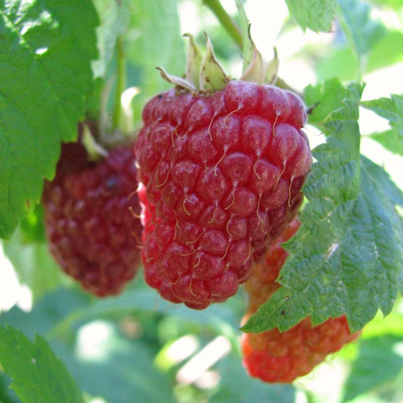 Himbeere Autumn Happy 'Malling Happy' Bio (Harvest)