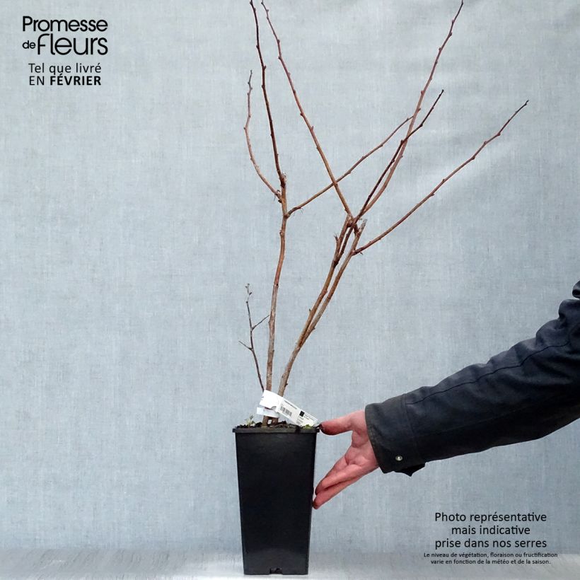 Exemplar von Himbeere Malling promise Topf mit 1,5L/2L wie im Winter geliefert