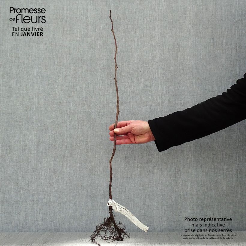 Example of Himbeere Malling promise Wurzelnackt, Strauch as you get in hiver