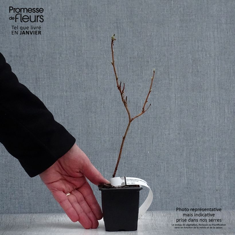 Exemplar von Himbeere Malling promise Kleine Töpfe von 8/9 cm wie im Winter geliefert