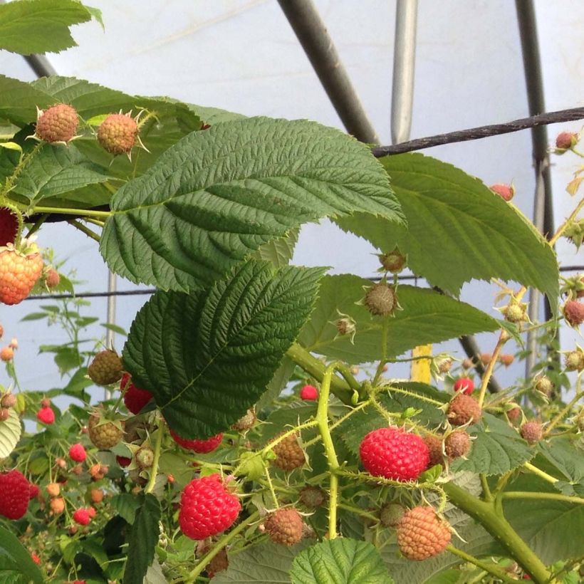 Himbeere Paris (Foliage)