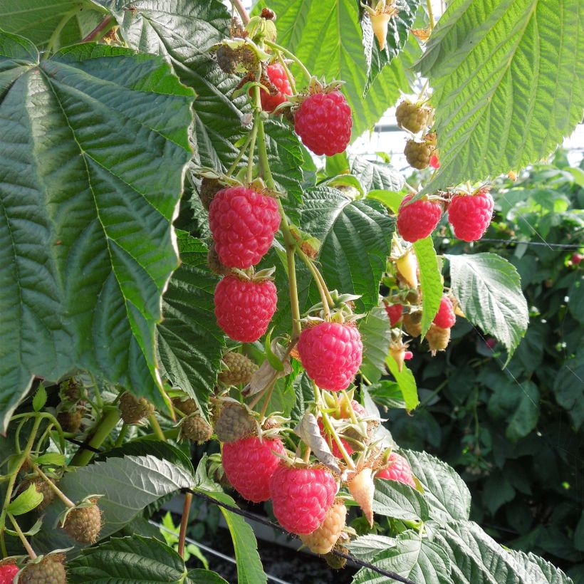 Himbeere Paris (Plant habit)