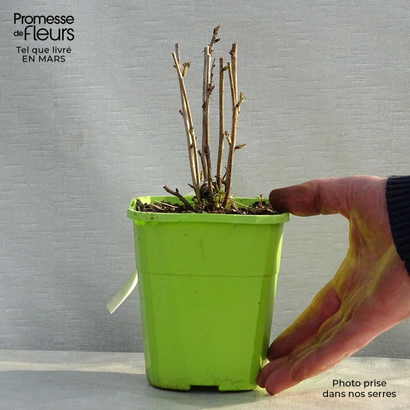 Exemplar von Himbeere Rustica Topf mit 1L/1,5L, Strauch/Busch, mehrstämmig wie im Frühjahr geliefert