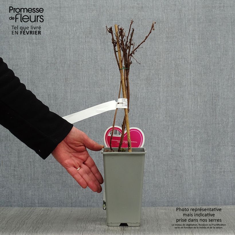 Exemplar von Himbeere Schönemann Topf mit 1,5L/2L, Strauch wie im Winter geliefert