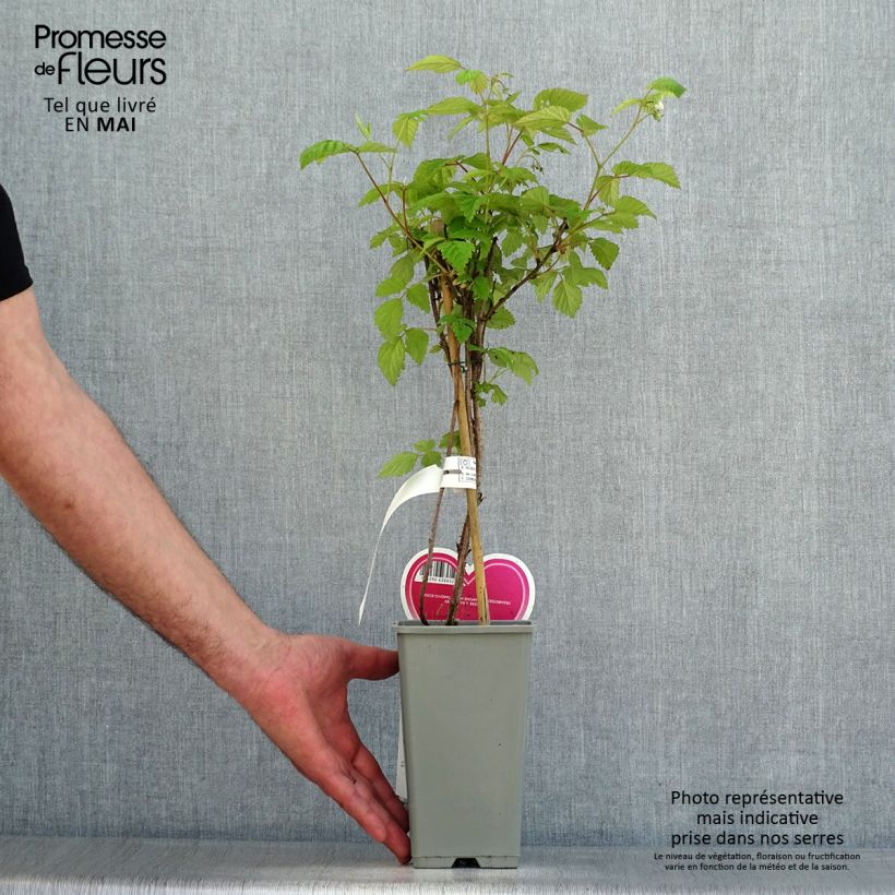 Exemplar von Himbeere Schönemann Topf mit 1,5L/2L, Strauch wie im Frühjahr geliefert