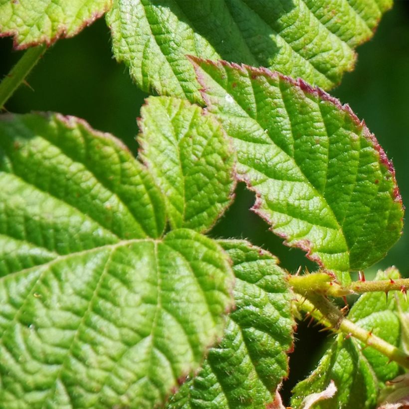 Himbeere Schönemann (Foliage)