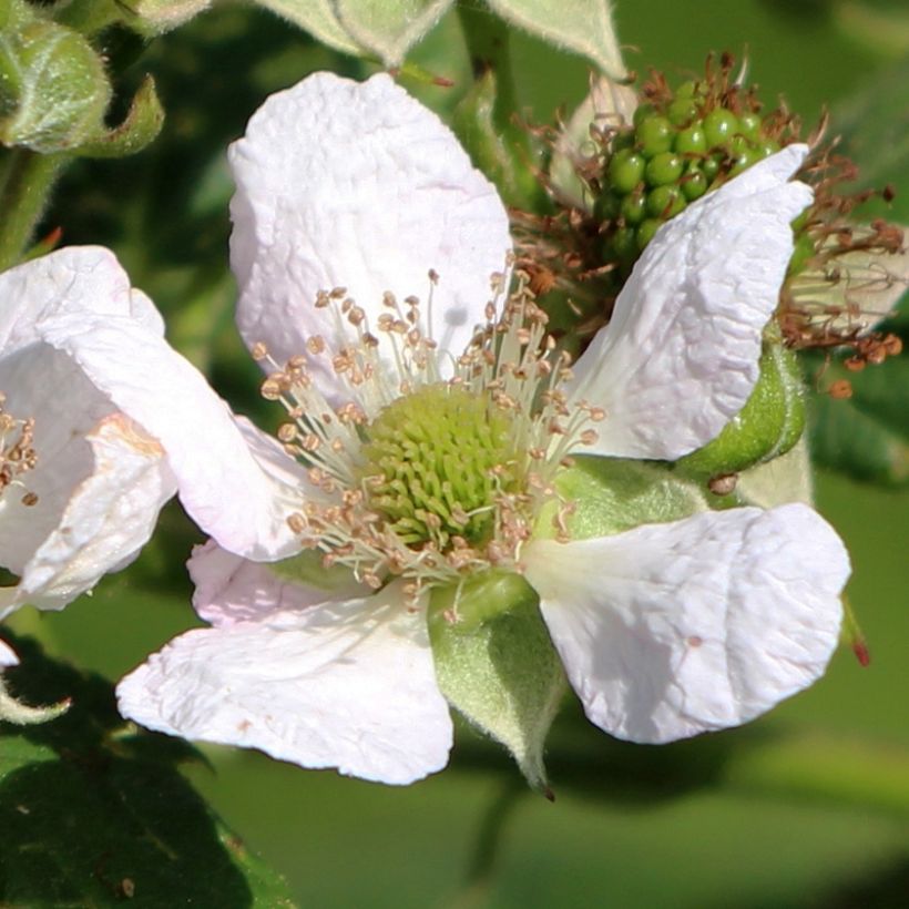 Himbeere Schönemann (Flowering)