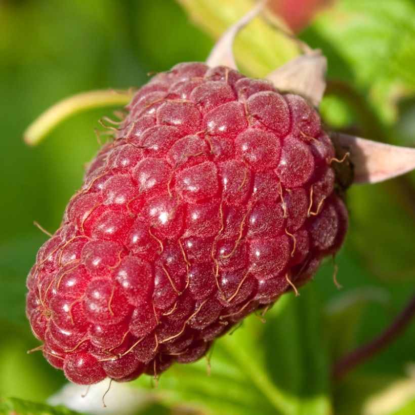 Himbeere Schönemann (Harvest)