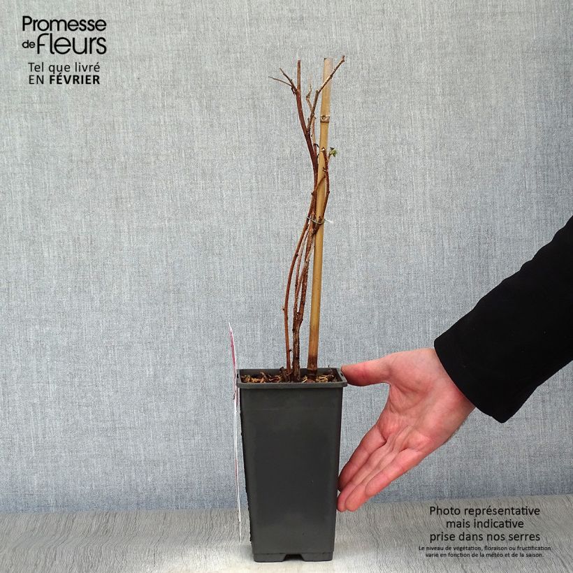 Exemplar von Himbeere Tulameen Topf mit 2L/3L, Strauch wie im Winter geliefert