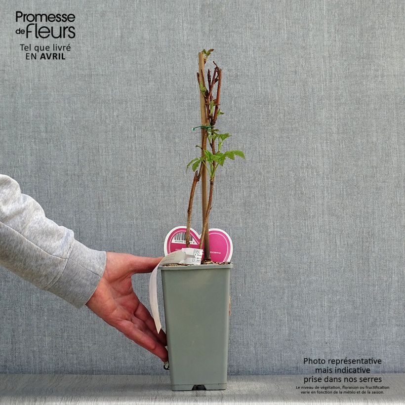 Exemplar von Himbeere Tulameen Topf mit 2L/3L, Strauch wie im Frühjahr geliefert