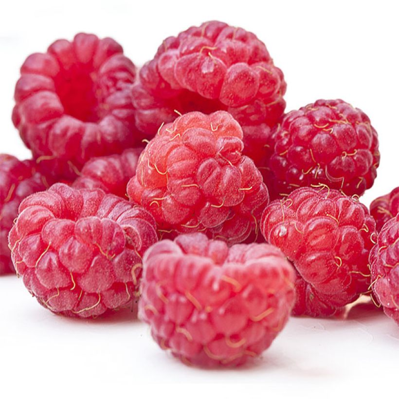 Himbeere Twotimer Sugana Red (Harvest)