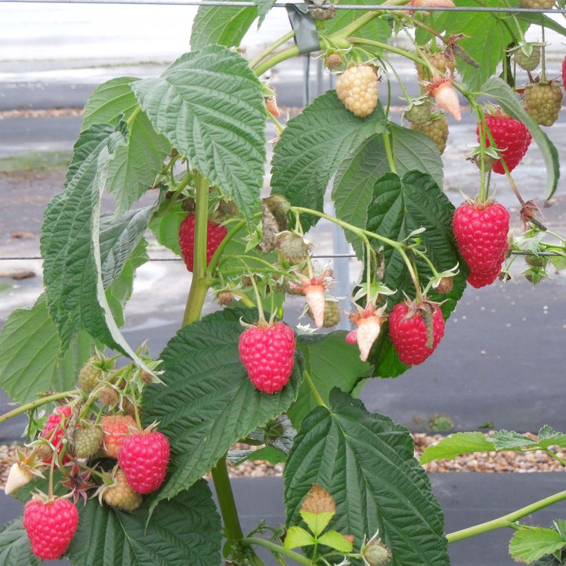 Himbeere Versailles (Plant habit)