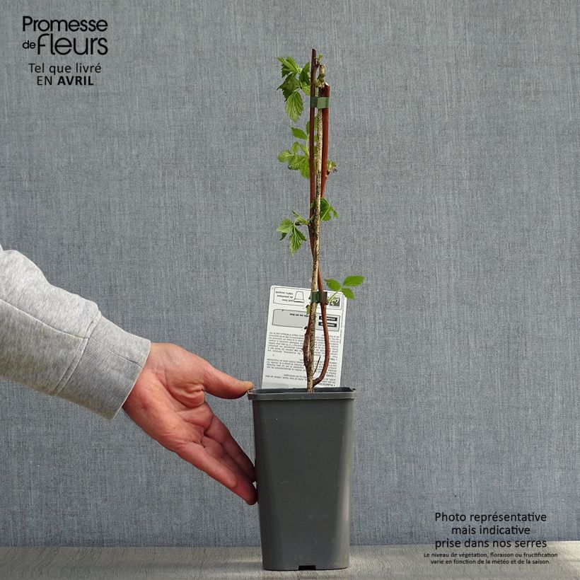 Exemplar von Himbeere Versailles Bio Topf mit 1,5L/2L, Strauch/Busch, mehrstämmig wie im Frühjahr geliefert