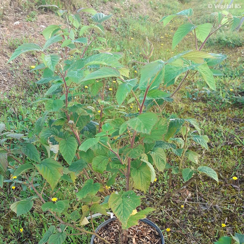 Himbeere Violette (Plant habit)