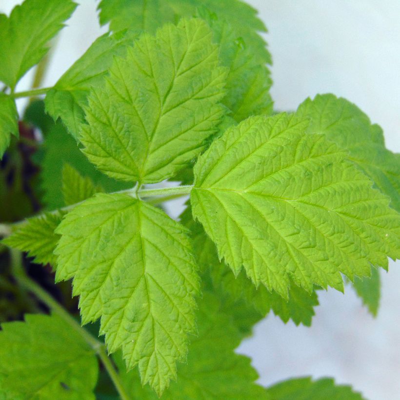 Himbeere Willamette (Foliage)
