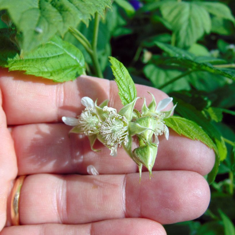 Himbeere Willamette (Flowering)
