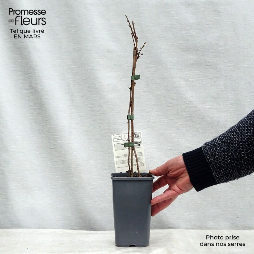 Exemplar von Himbeere Willamette Bio Topf mit 1,5L/2L, Strauch wie im Winter geliefert