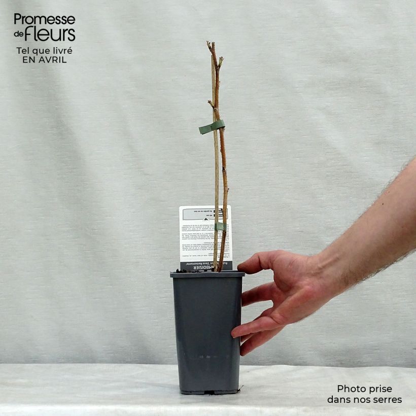 Exemplar von Himbeere Zefa Herbsternte Topf mit 1,5L/2L, Strauch/Busch, mehrstämmig wie im Frühjahr geliefert