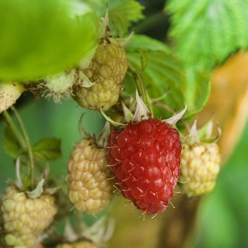 Himbeere Zefa Herbsternte B Bio (Harvest)
