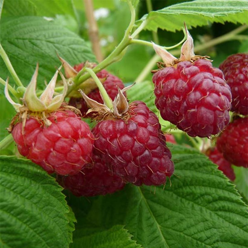 Zwerghimbeere Little Red Princess (Harvest)