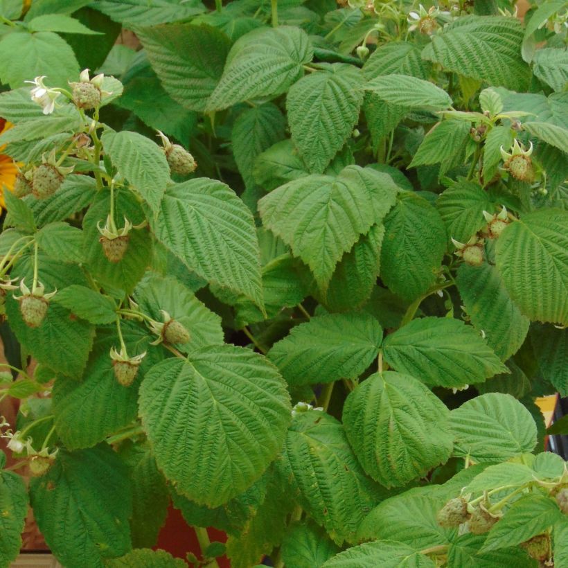 Zwerghimbeere Little Sweet Sister (Foliage)