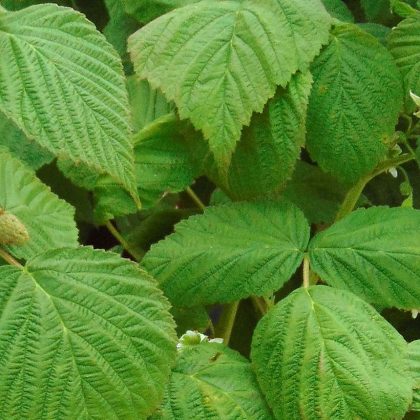 Zwerghimbeere Little Sweet Sister Bio (Foliage)