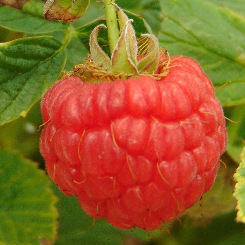 Zwerghimbeere Little Sweet Sister Bio (Harvest)