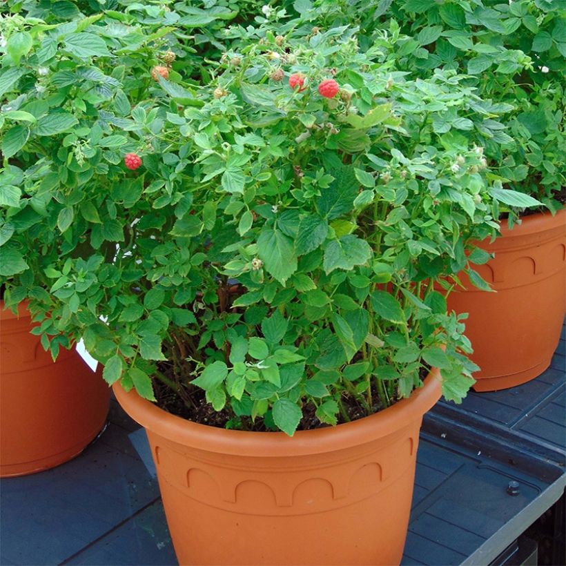Zwerghimbeere Little Sweet Sister Bio (Plant habit)