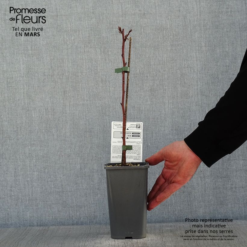 Exemplar von Zwerghimbeere Little Sweet Sister Bio Topf mit 1,5L/2L, Strauch/Busch, mehrstämmig wie im Winter geliefert