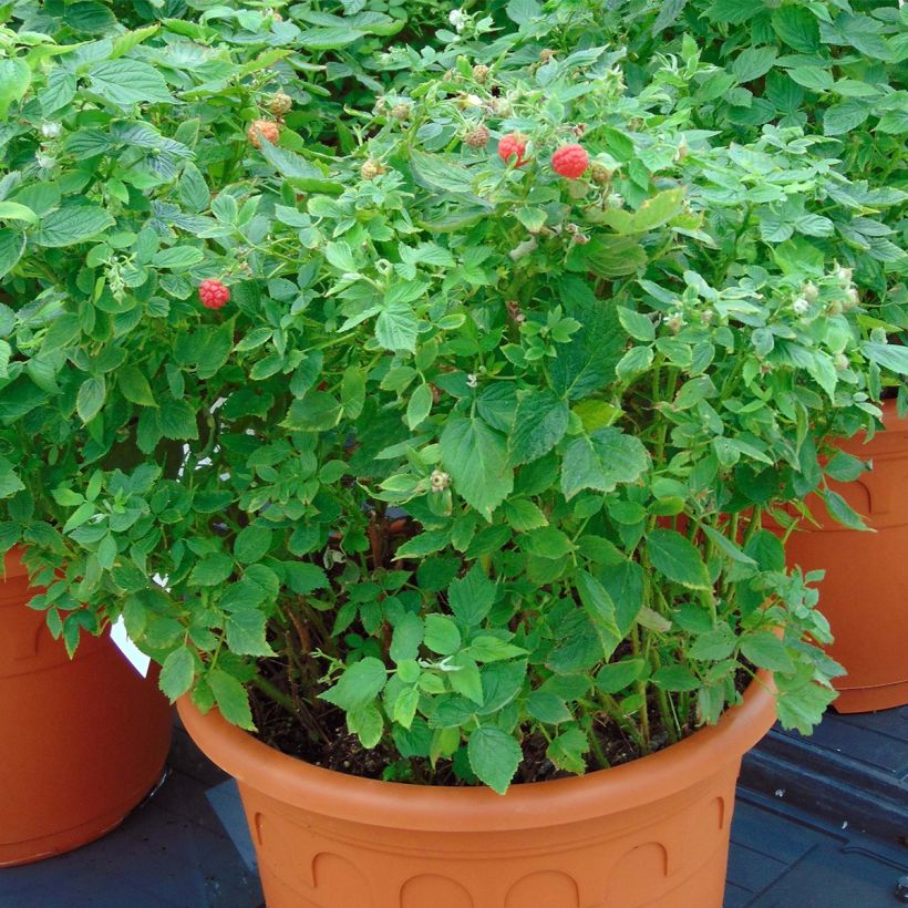 Zwerghimbeere Little Sweet Sister (Plant habit)