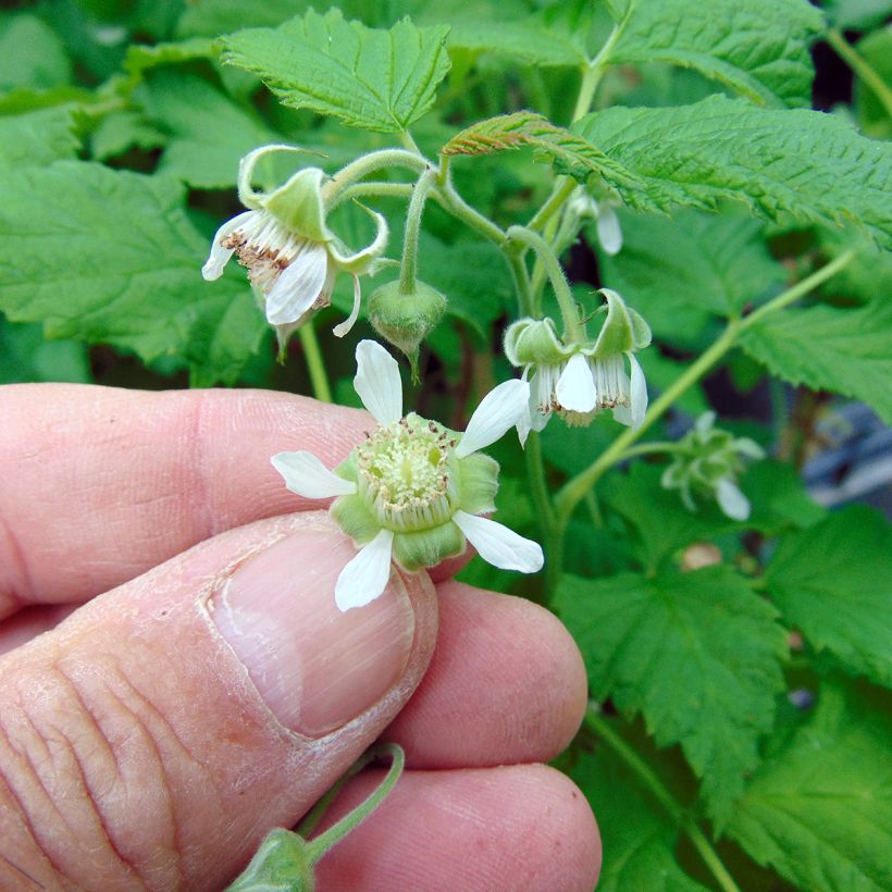 Himbeere Ruby Beauty (Flowering)