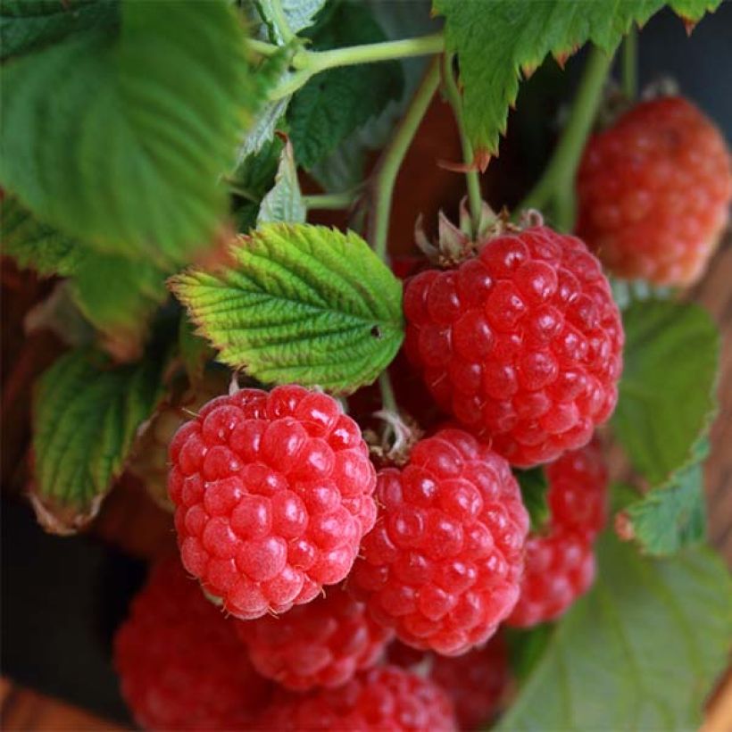 Himbeere Ruby Beauty (Harvest)