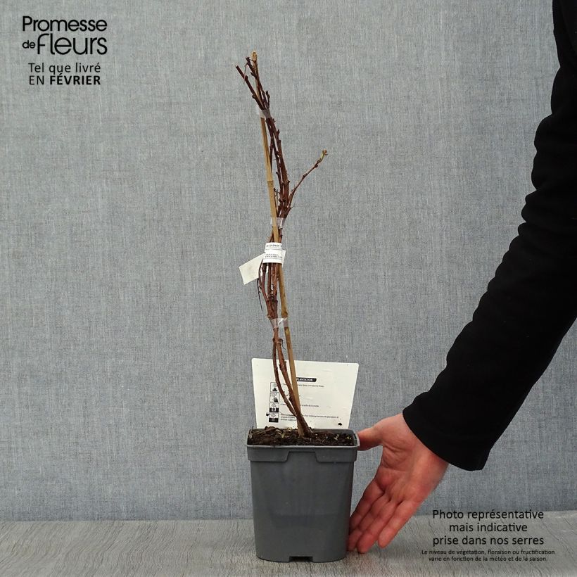 Exemplar von Himbeere Autumn Belle Topf mit 2L/3L wie im Winter geliefert