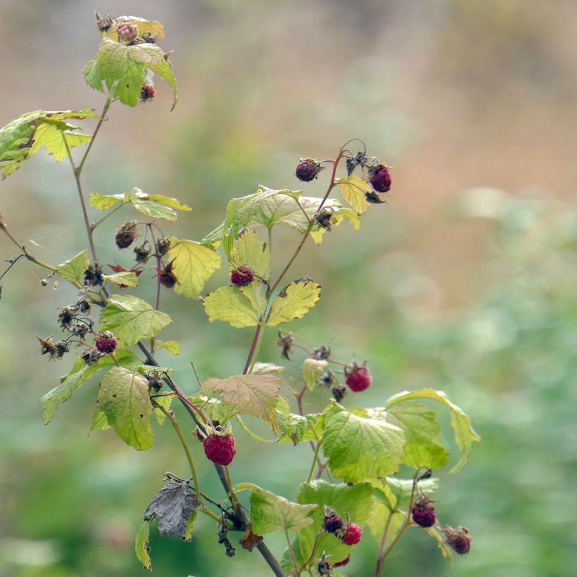 Himbeere Autumn Belle (Plant habit)