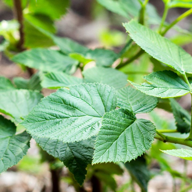 Himbeere Bella Aromatica (Foliage)
