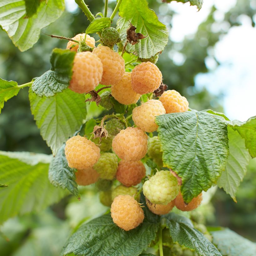 Zwerghimbeere Lowberry Goodasgold (Harvest)