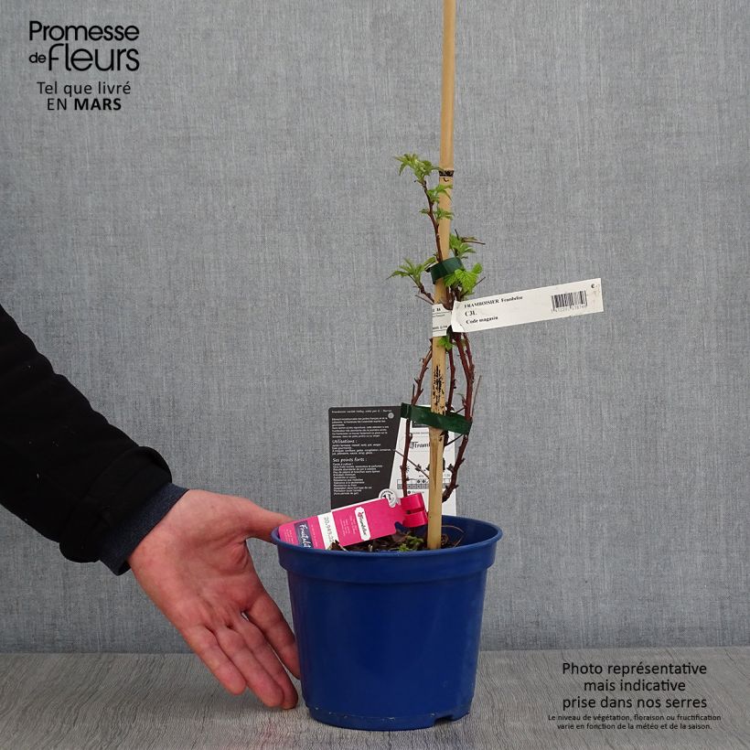 Exemplar von Himbeere FRUITALITY Frambélise Topf mit 2L/3L, Strauch/Busch, mehrstämmig wie im Frühjahr geliefert