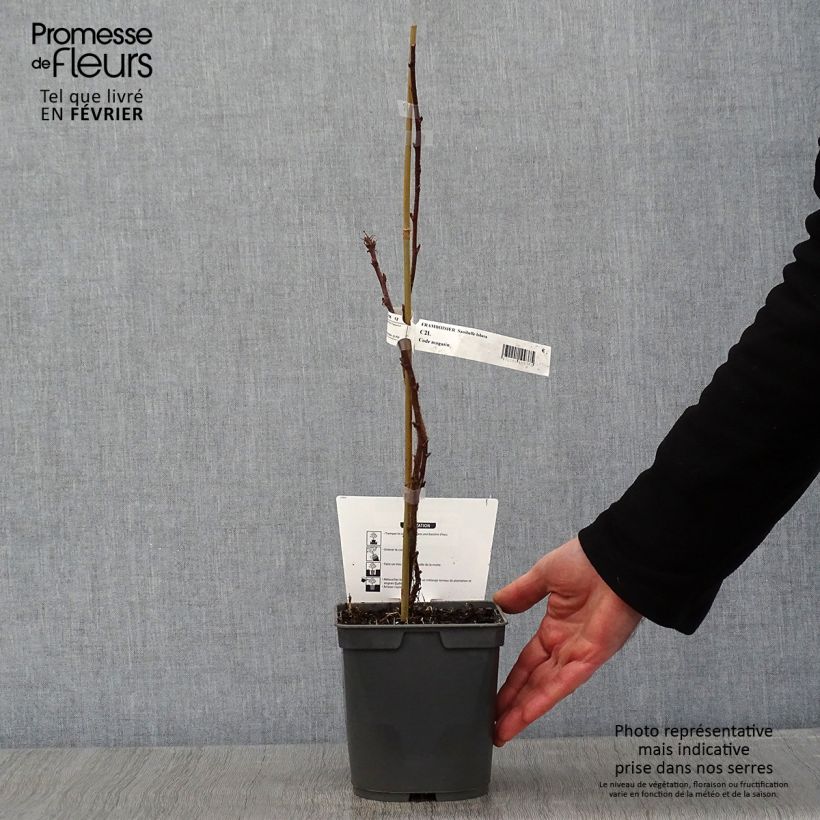 Exemplar von Himbeere Sanibelle Topf mit 1L/1,5L wie im Winter geliefert