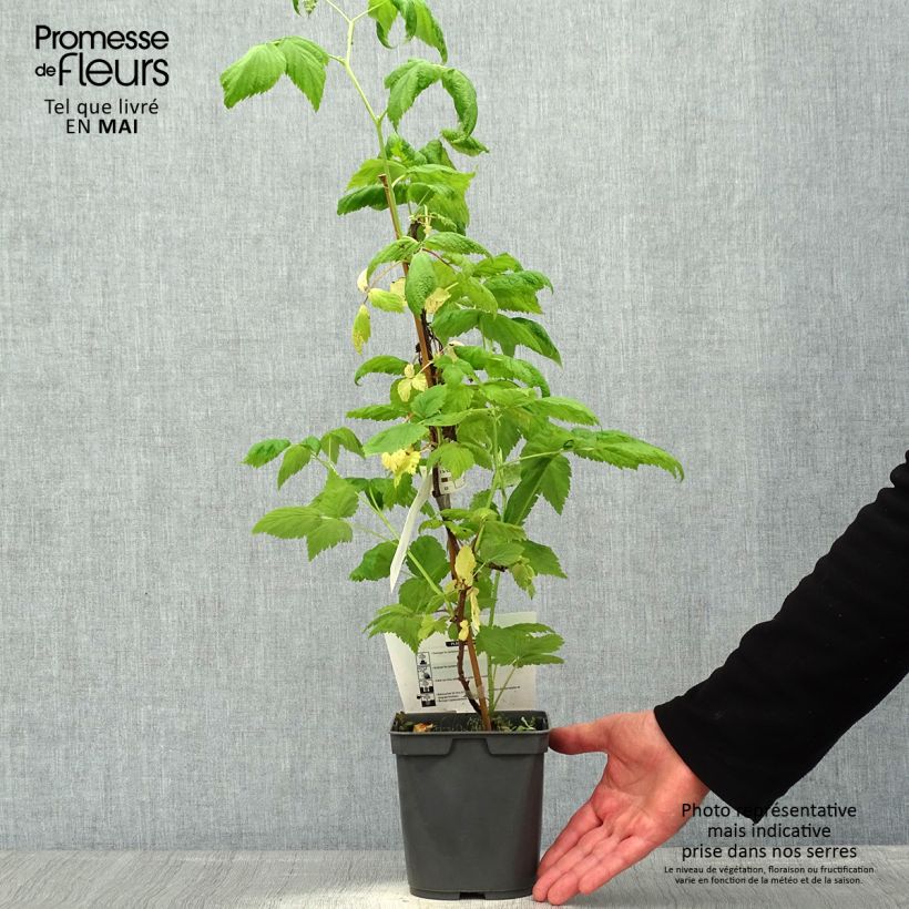 Exemplar von Himbeere Sanibelle Topf mit 1L/1,5L wie im Frühjahr geliefert